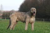 IRISH WOLFHOUND 223
